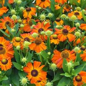 Helenium Helias Cooper