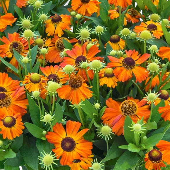 Helenium Helias Cooper