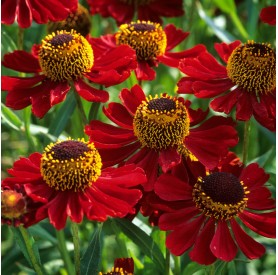 Helenium Helias Fire Red