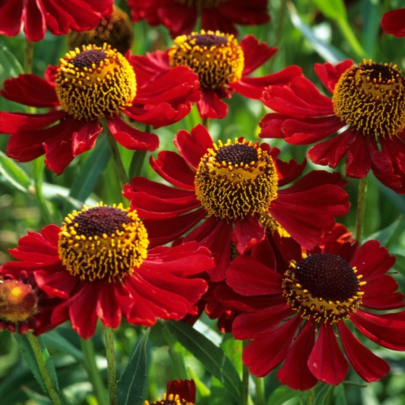 Helenium Helias Fire Red