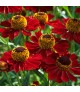 Helenium Helias Fire Red