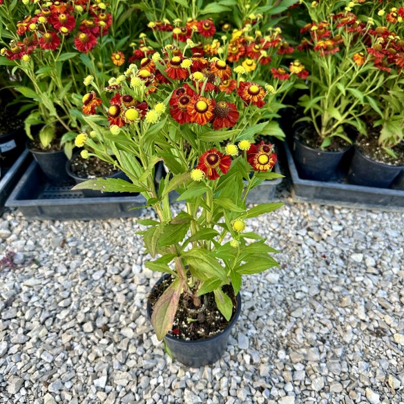 Helenium Helias Fire Red