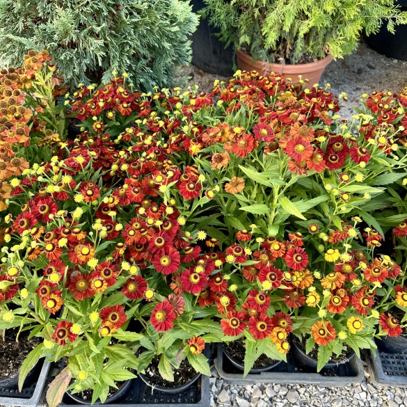 Helenium Helias Fire Red