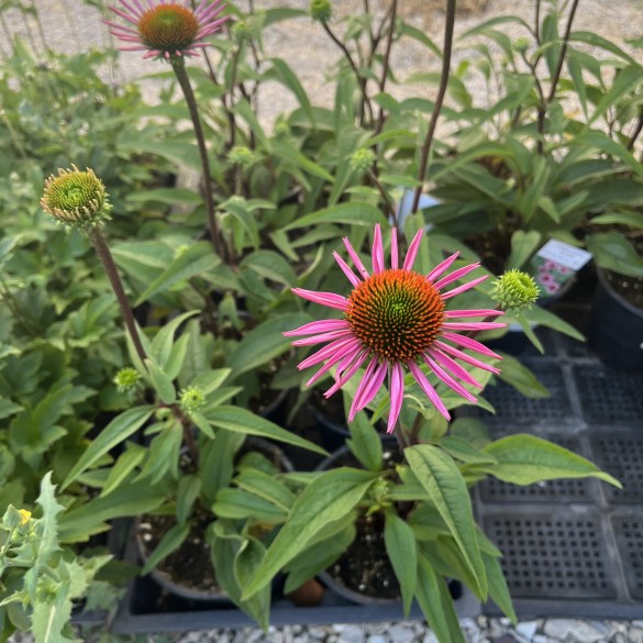 Echinacea purpurea Pica Bella