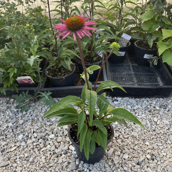 Echinacea purpurea Pica Bella