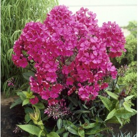 Phlox paniculata Spitfire