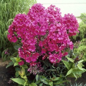 Phlox paniculata Spitfire