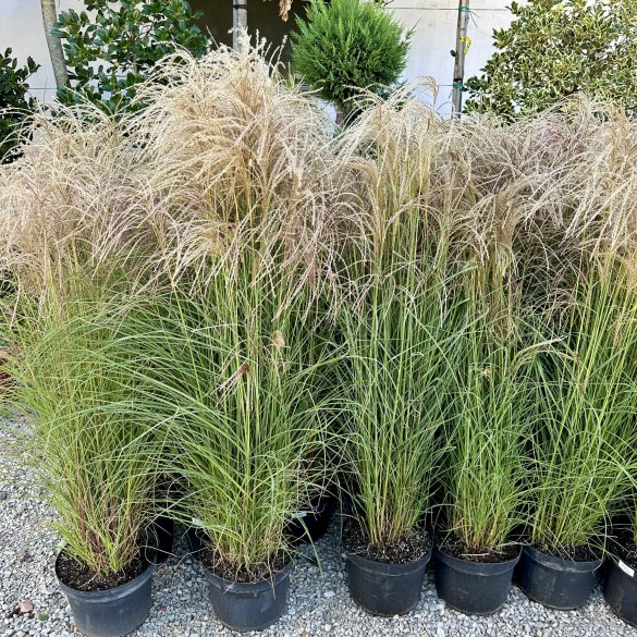 Miscanthus sinensis Ruby Cute