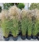 Miscanthus sinensis Ruby Cute