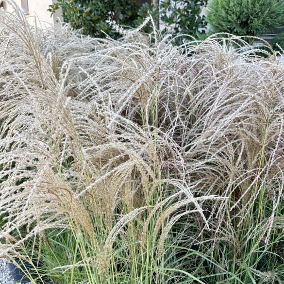 Miscanthus sinensis Ruby Cute