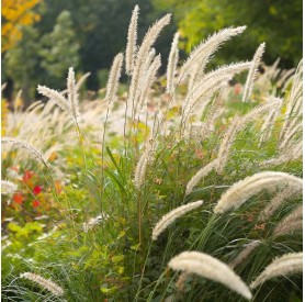 Pennisetum macrourum White Lancer