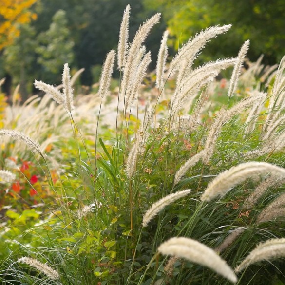 Pennisetum macrourum White Lancer