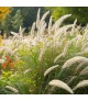 Pennisetum macrourum White Lancer