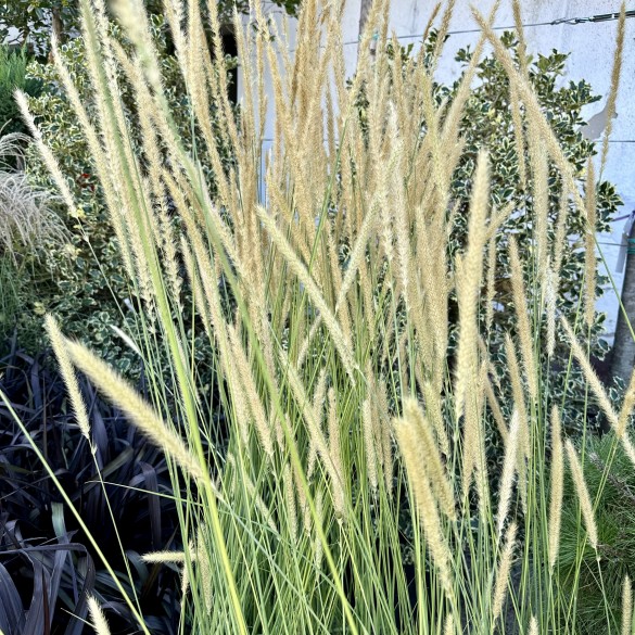 Pennisetum macrourum White Lancer