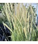 Pennisetum macrourum White Lancer