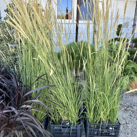 Pennisetum macrourum White Lancer