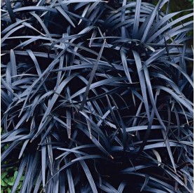 Ophiopogon planiscapus Niger