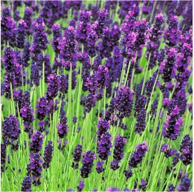 Lavandula angustifolia Hidcote