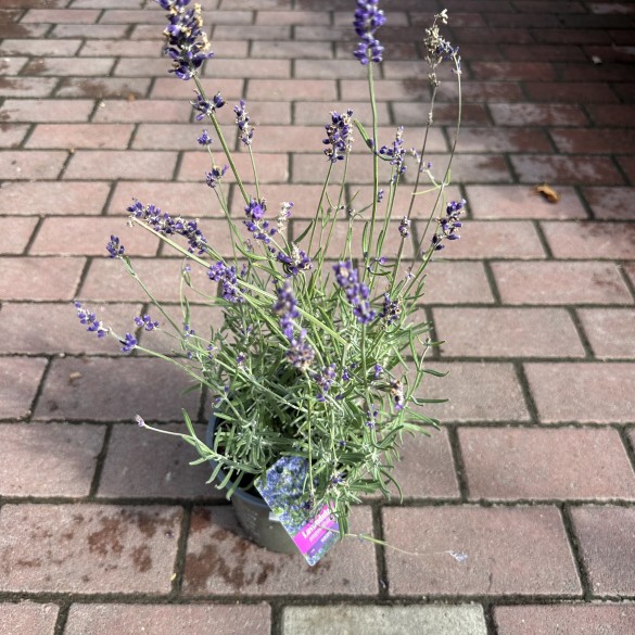 Lavandula angustifolia Hidcote