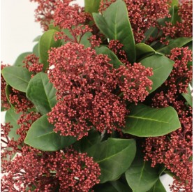 Skimmia japonica Seduction