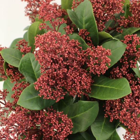 Skimmia japonica Seduction