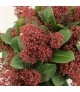 Skimmia japonica Seduction