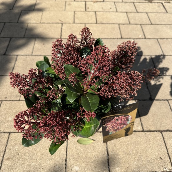 Skimmia japonica Seduction