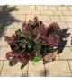 Skimmia japonica Seduction