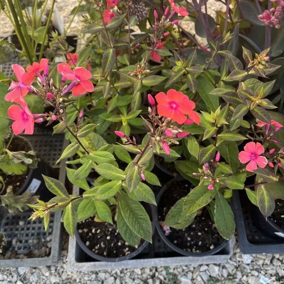 Phlox paniculata Spitfire