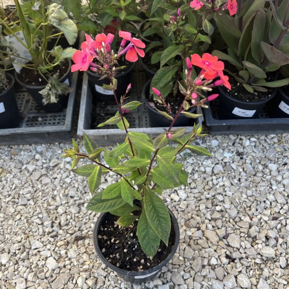 Phlox paniculata Spitfire