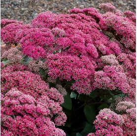 Sedum telephium Thunderhead