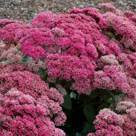 Sedum telephium Thunderhead