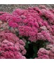 Sedum telephium Thunderhead