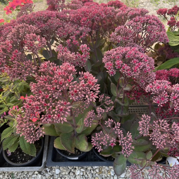 Sedum telephium Thunderhead