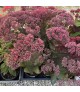 Sedum telephium Thunderhead