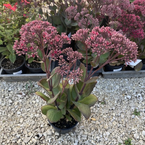 Sedum telephium Thunderhead