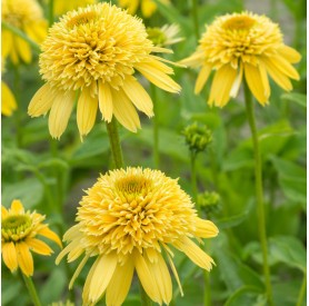 Echinacea Purpurea Eccentric Yellow