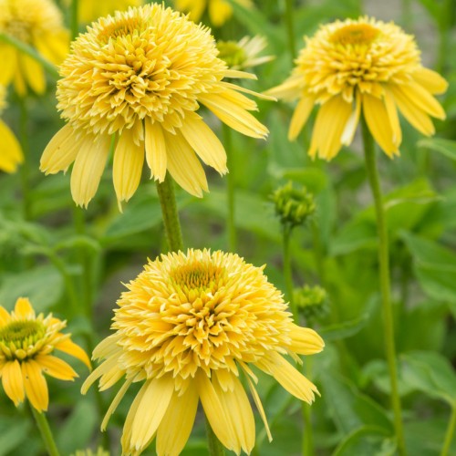 Echinacea Purpurea Eccentric Yellow