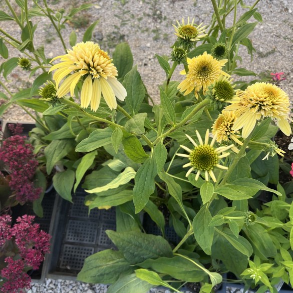 Echinacea Purpurea Eccentric Yellow