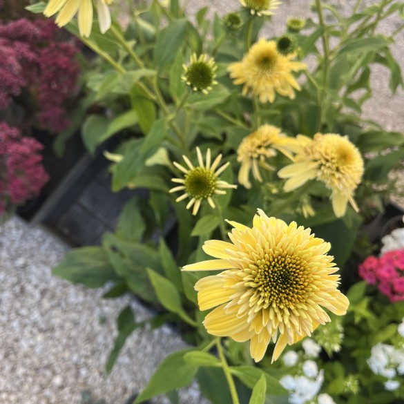 Echinacea Purpurea Eccentric Yellow