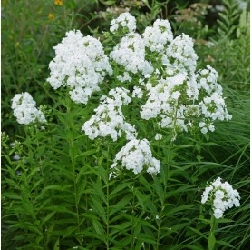 Phlox paniculata David