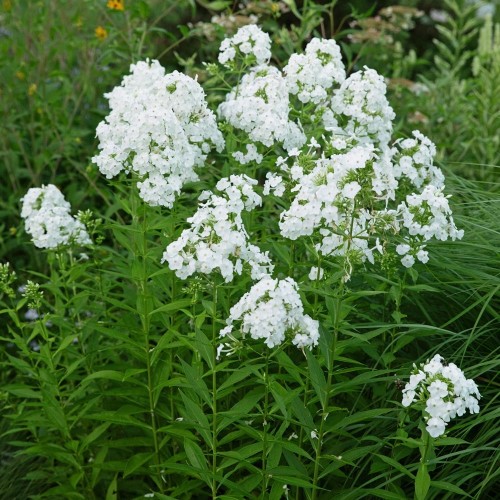 Phlox paniculata David