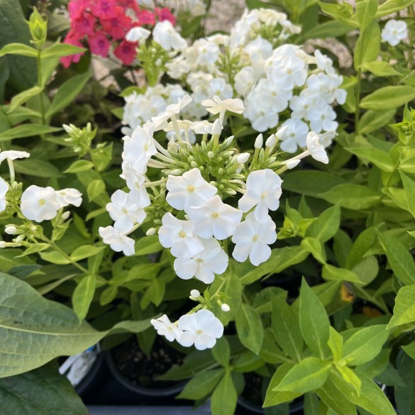 Phlox paniculata David