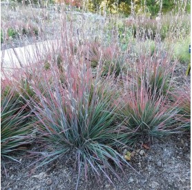 Schizachyrium Standing Ovation