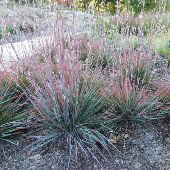 Schizachyrium Standing Ovation