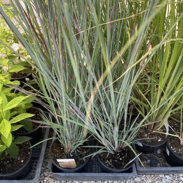 Schizachyrium Standing Ovation