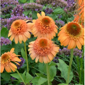 Echinacea Supreme Cantaloupe