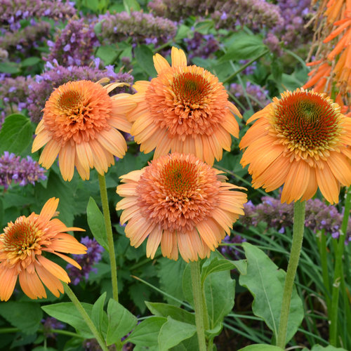 Echinacea Supreme Cantaloupe