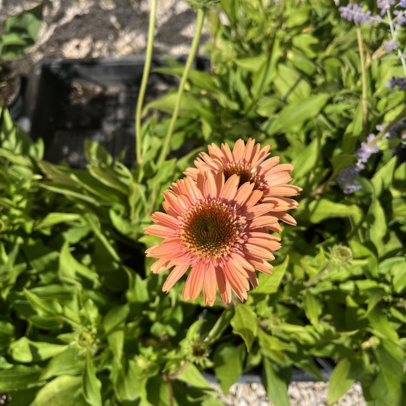 Echinacea Supreme Cantaloupe