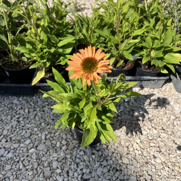 Echinacea Supreme Cantaloupe